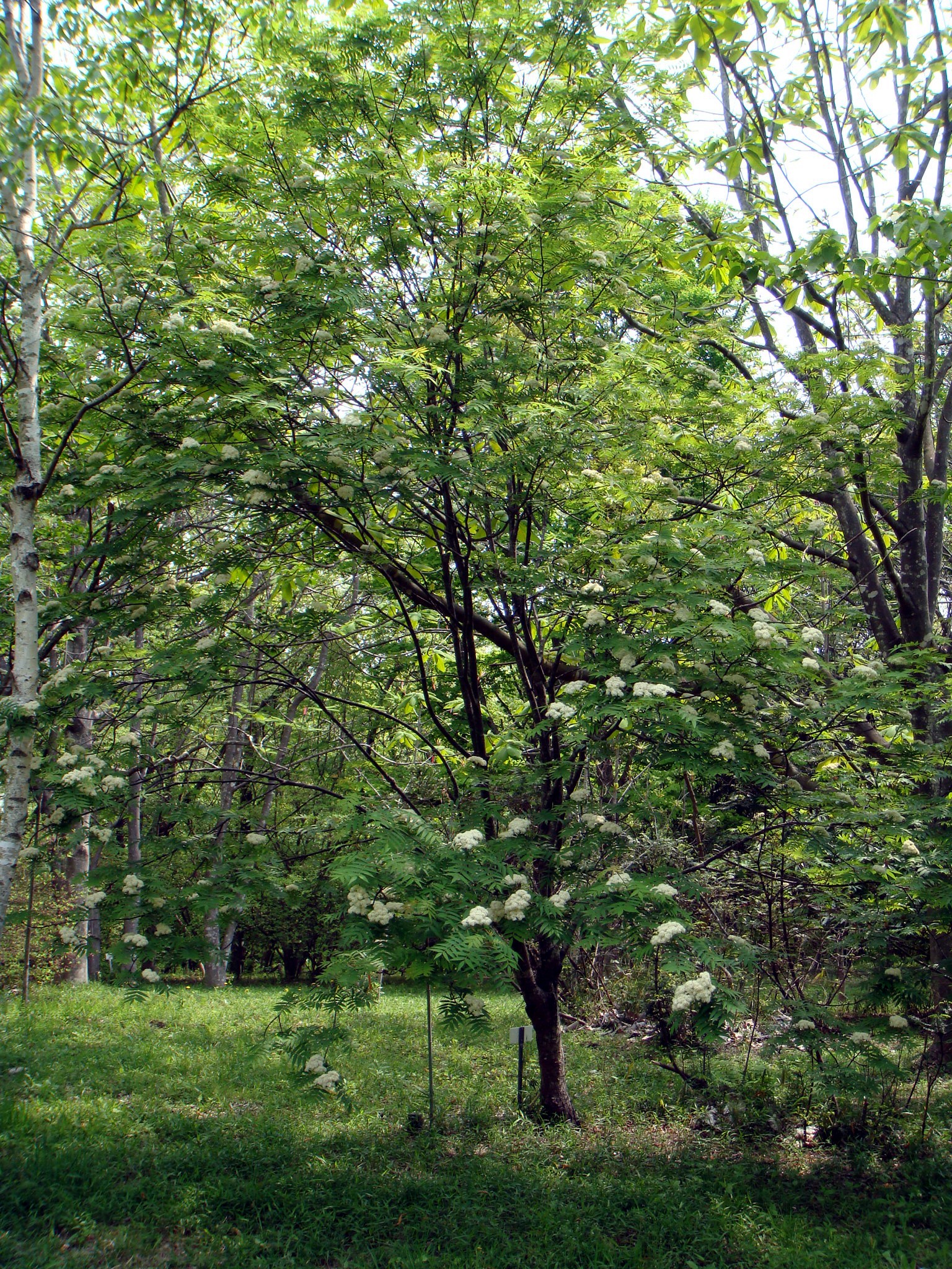 Sorbus commixta Hedlund